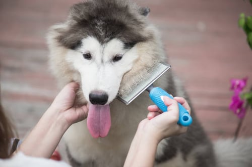 Proper Grooming for Various Dog Breeds: A Comprehensive Guide