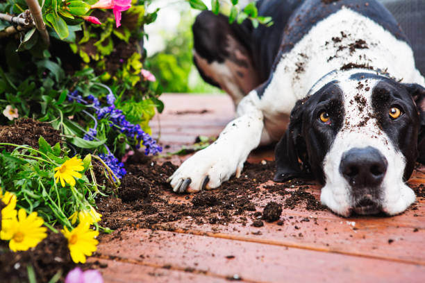 Designing the Perfect Pet-Friendly Garden