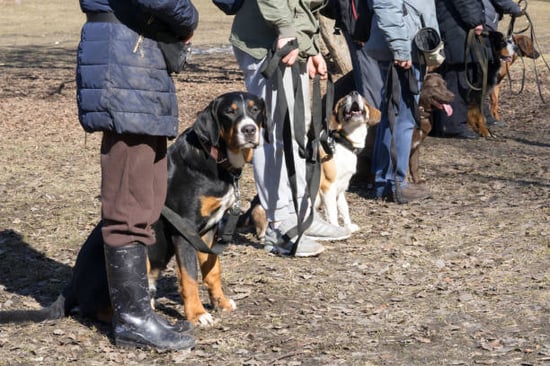 pet parents at a group dog training class