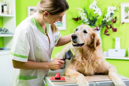 golden retriever getting a de-shedding treatment at a grooming salon