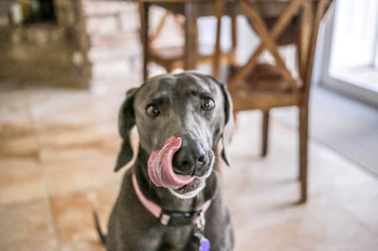 A dog licks its lips