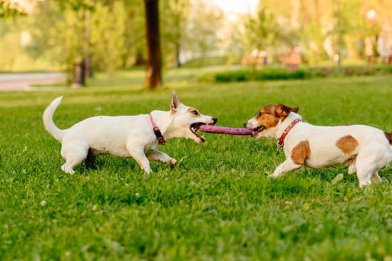 Enrichment Methods for Dogs