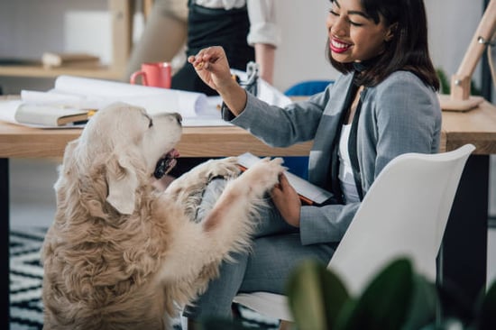 pet business owner giving dog a treat
