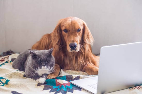 A dog and cat sit in front of a laptop