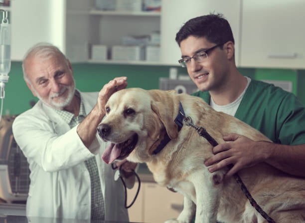 Innovative Dog Boarding Solutions for Special Needs Pets