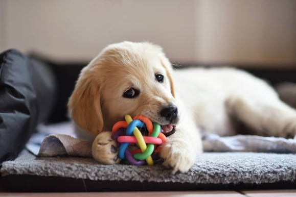 A golden retriever puppy chews on a toy