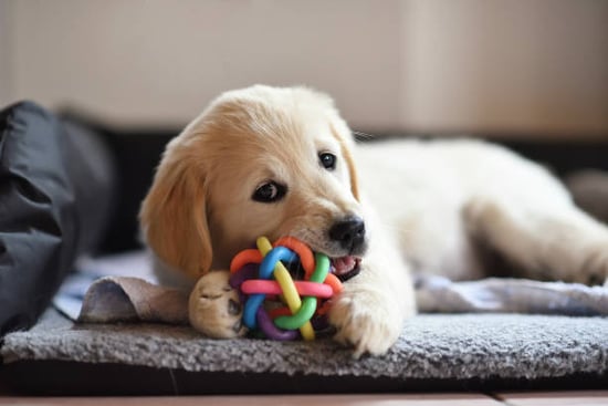 training sessions can help new puppies with chewing and biting