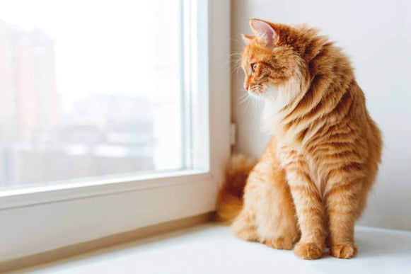 A cat sits by a window