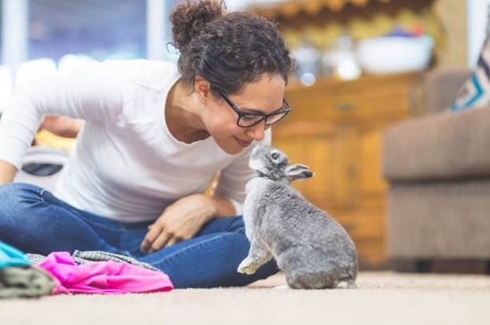A person plays with a pet rabbit