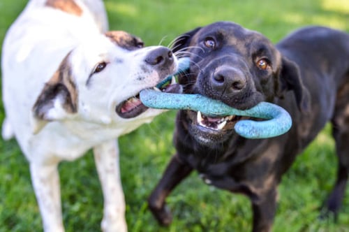 Catering to the Emotional Needs of Dogs in Kennels and Daycares