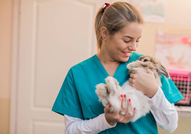 veterinarian knowing rabbits aren't like other pets and require specialized bunny care
