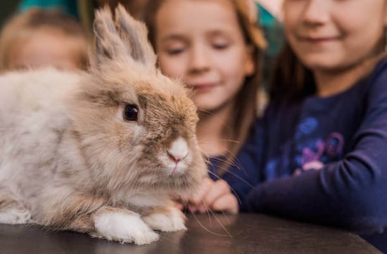 A group of kids look at a rabbit