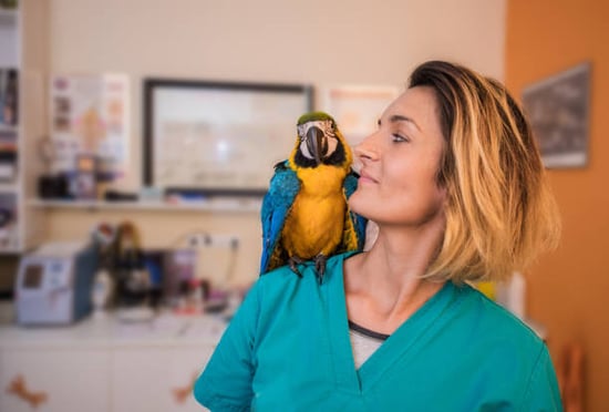 woman with parrot on shoulder in pet boarding facility