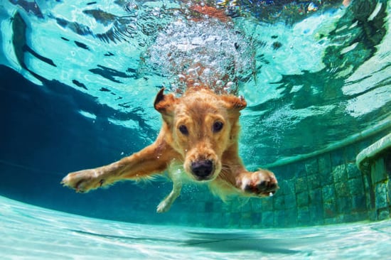 A dog swims in a pool