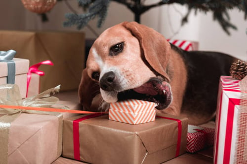 Deck the Halls: 10 Pet-Safe Holiday Decorating Tips for Your Facility