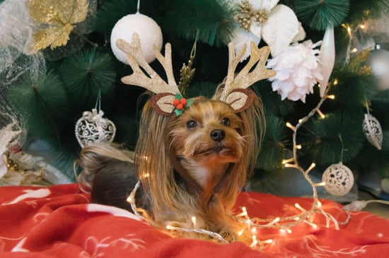 Christmas photoshoot for small groomed dog