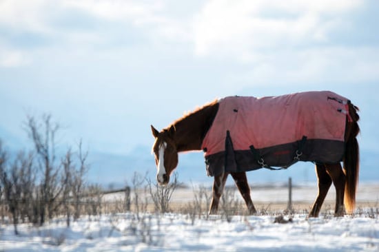 horse with blanket in the snow