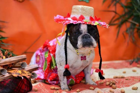 spirit week ideas for dog daycare