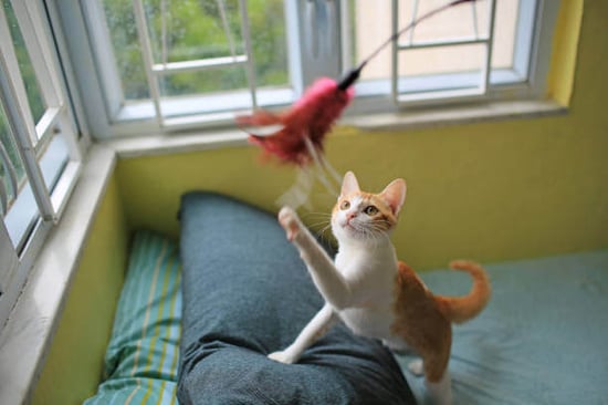 A cat plays with a toy