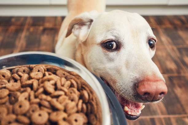 The Impact of Diet on Pet Behavior