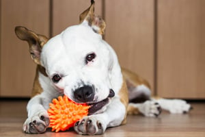 9 Best Pet Supplies Companies for Pet-Care Businesses