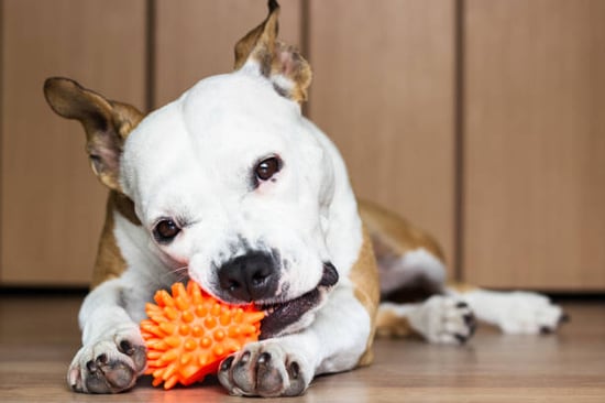 dog chewing on a toy designed for pet health