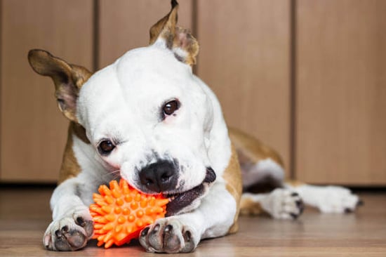 Enrichment Methods for Dogs