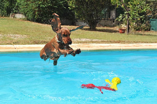 dog jumping into an outdoor pool to chase a toy