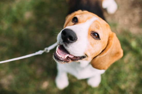 A dog smiles while outside