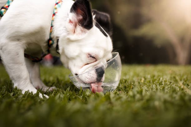 dog drinking out of a water bowl in the grass