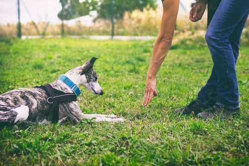 Catering to the Emotional Needs of Dogs in Kennels and Daycares