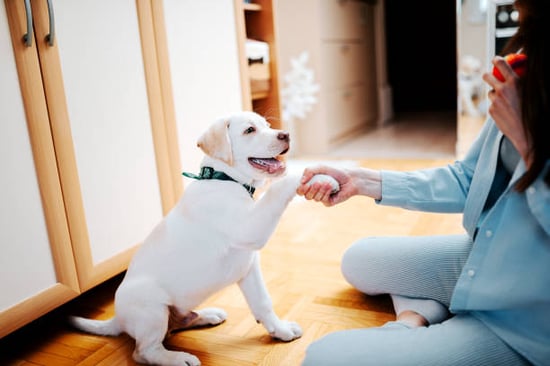 puppy training 101 will help teach your puppy basic commands and good behavior