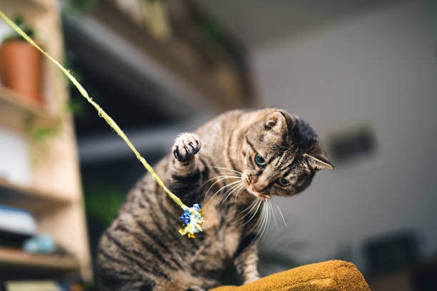 A cat plays with a toy