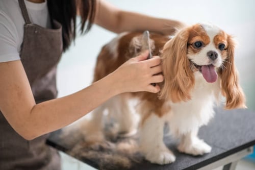 Partnering Up: How Collaboration with Other Pet-Related Businesses Can Propel Your Growth and Marketing