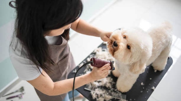 A person grooms a dog