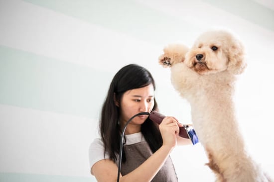 pet groomer working on a dog