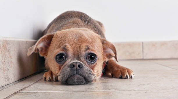 Understanding the Emotional Needs of Dogs in Kennels and Daycares