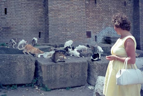 woman gazing at colony of outdoor cats
