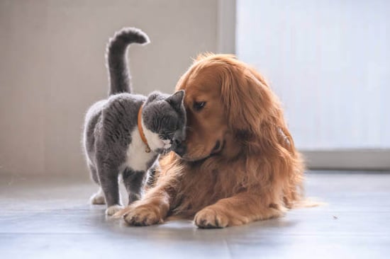 A cat and dog lay together