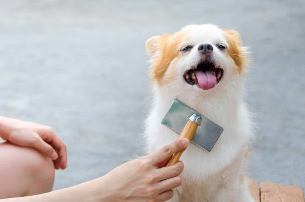 The Importance of Regular Dog Grooming