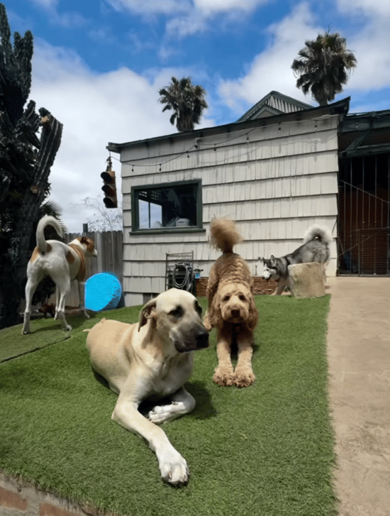 four pups outside at ODDog