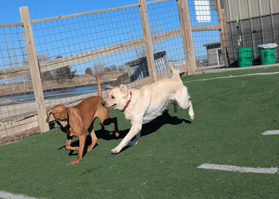 dogs running and playing outside at royuk ranch