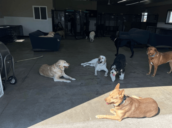 dogs lounging at royuk ranch