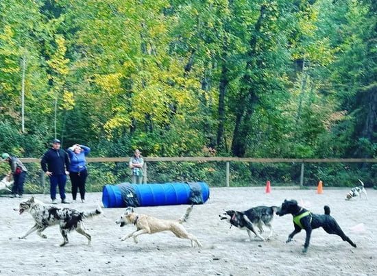 dogs going through a training course at the pet-care facility