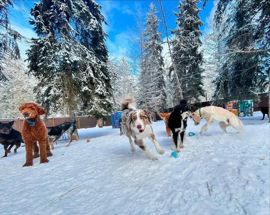 pups running outside in the snow at the dog kennel