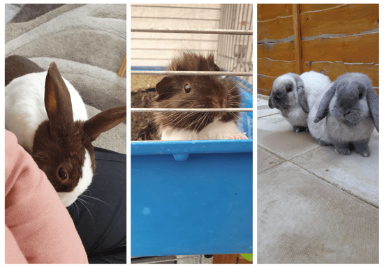 bunnies and guinea pig cared for by Hajra at her small pet resort