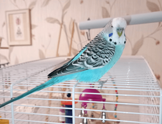 a blue bird in the care of Hajra's avian and small mammal pet boarding facility 