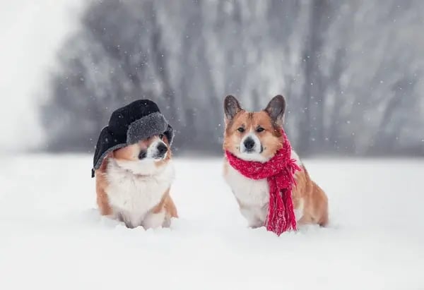 Seasonal Marketing Ideas for Pet-Care Businesses: Engage Clients Year-Round