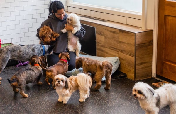 Unveiling the Power of Tips: Elevating Your Revelation Pets Experience
