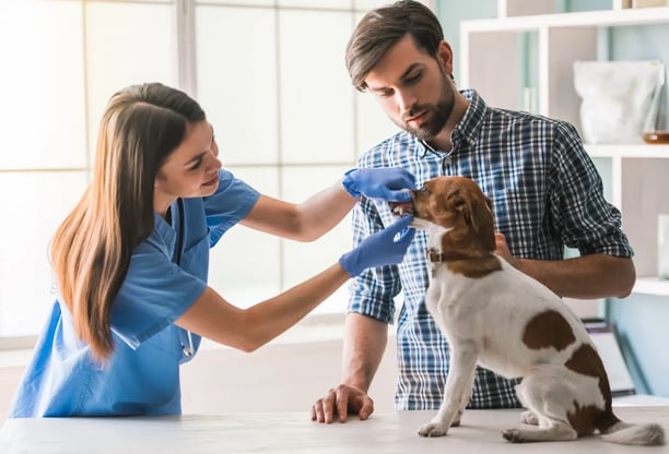 Keeping Your Pet Healthy: The Importance of Vet Check-Ups
